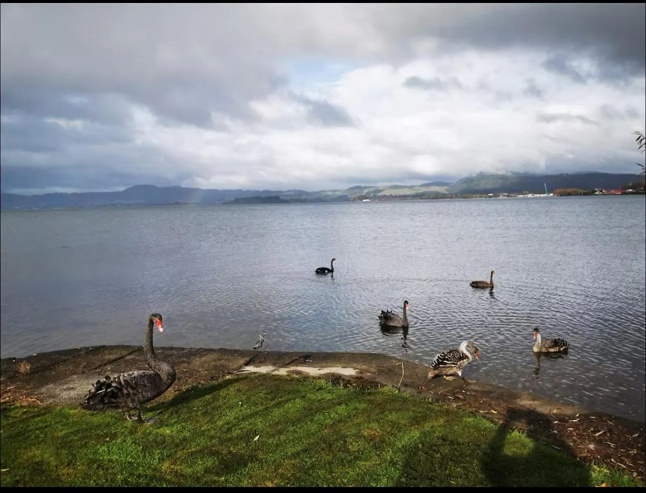 Absolutely Lake Front House-Private Lake Access Rotorua Holiday home